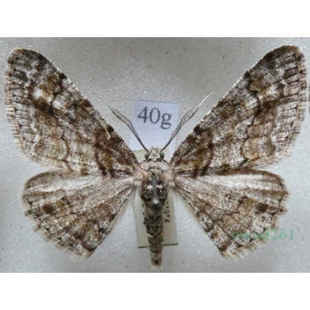 Cleora cinctaria (Denis & Schiffermüller, 1775) male Przylepek wrzosak Czech40g